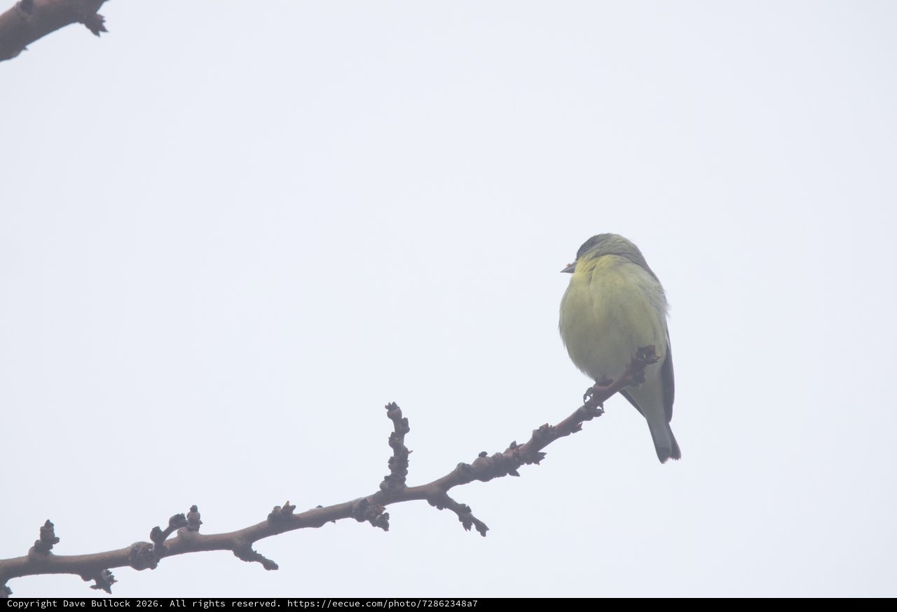 Yellow Finch Perched on Winter Branch