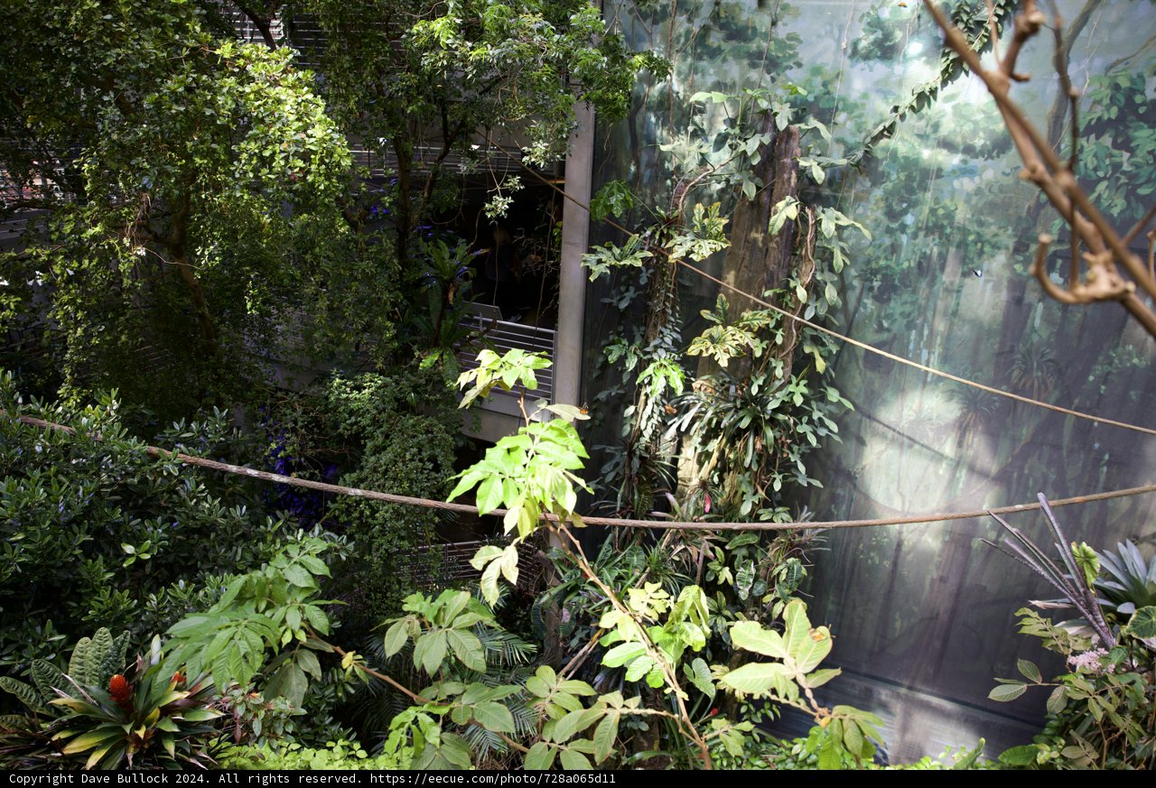 Majestic Monarch of the Rainforest