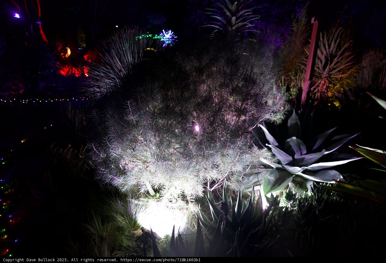 Illuminated Flora at Night