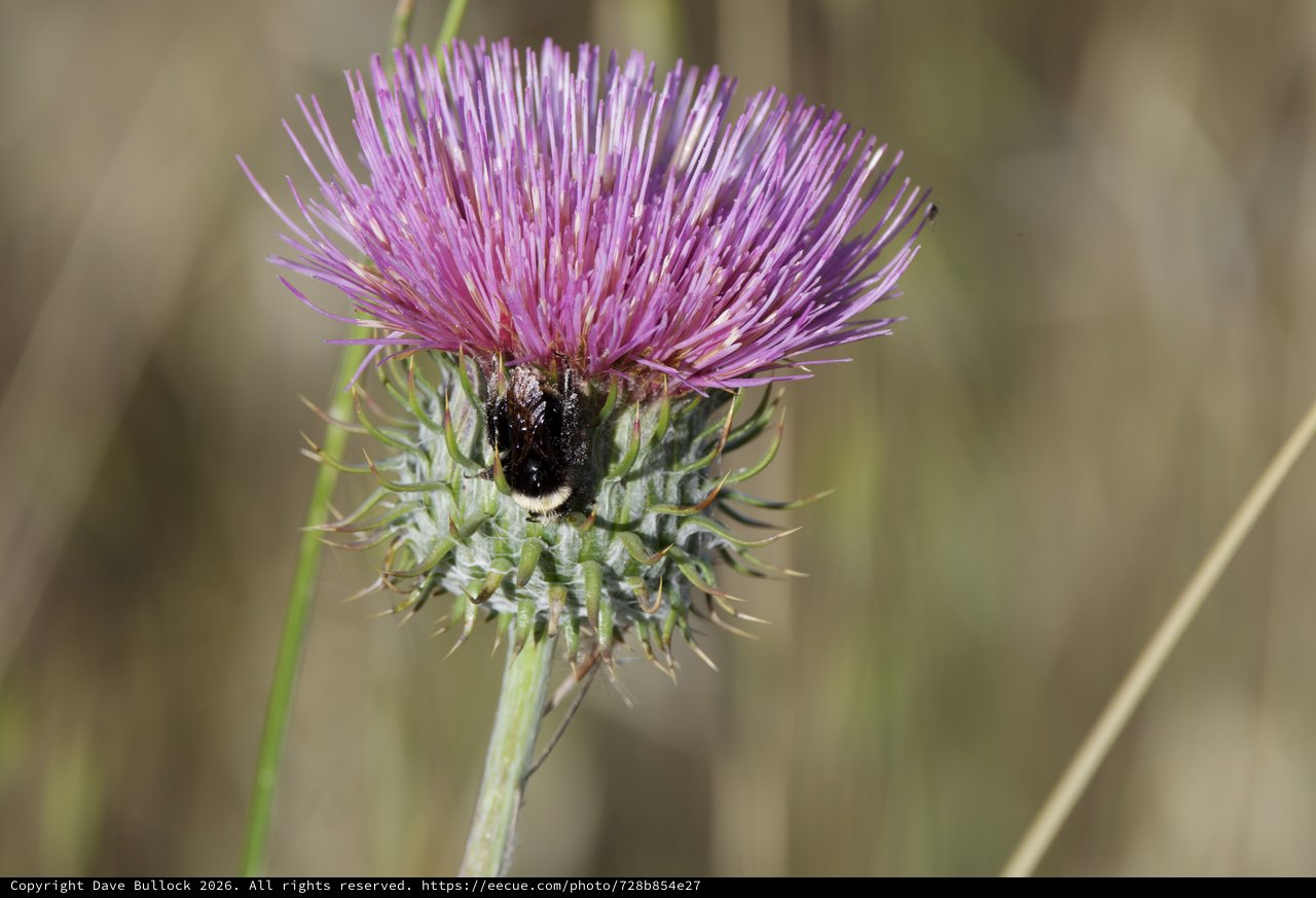 Bumblebee Foraging on Purple Thistle Bloom