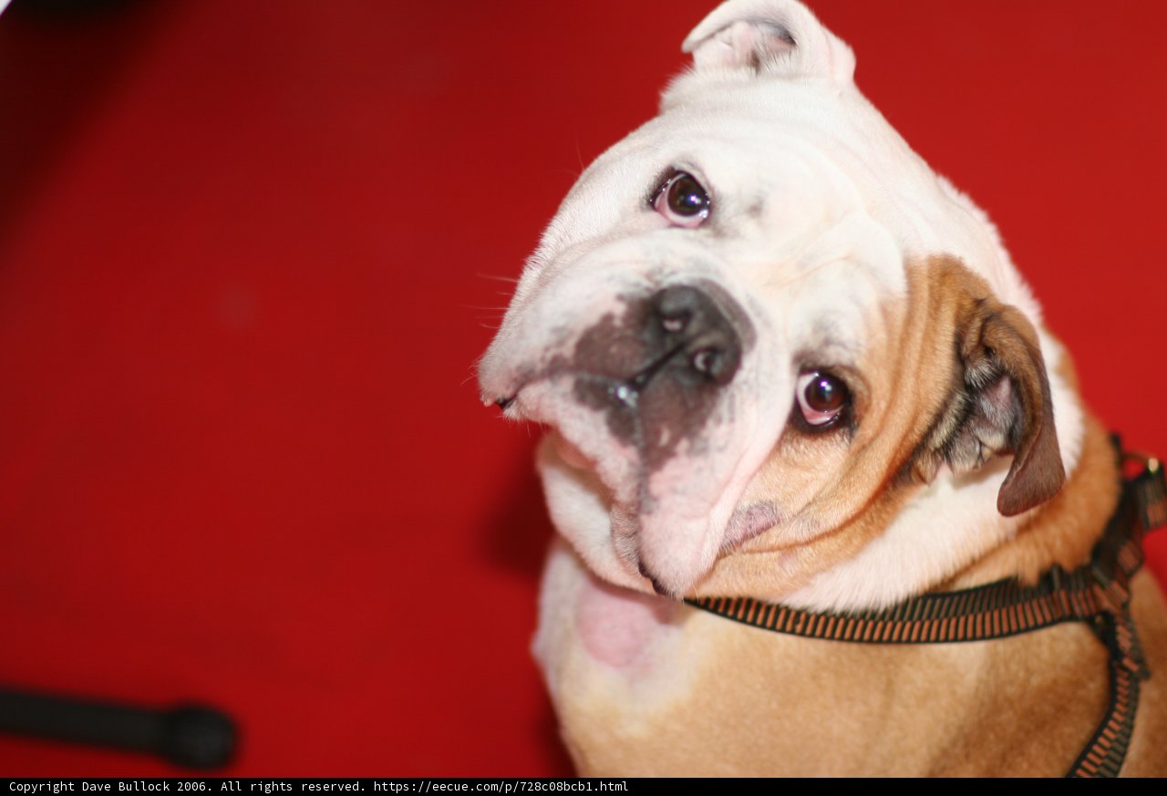 Regal Bulldog