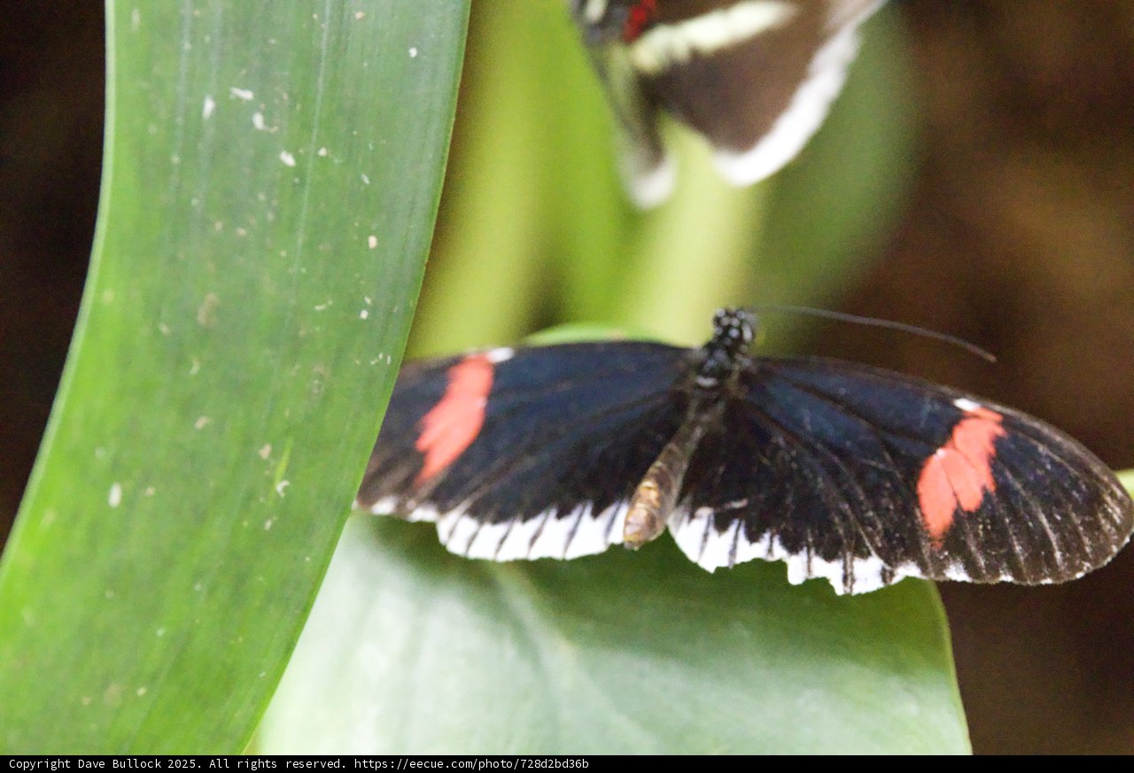 Wings of Transformation