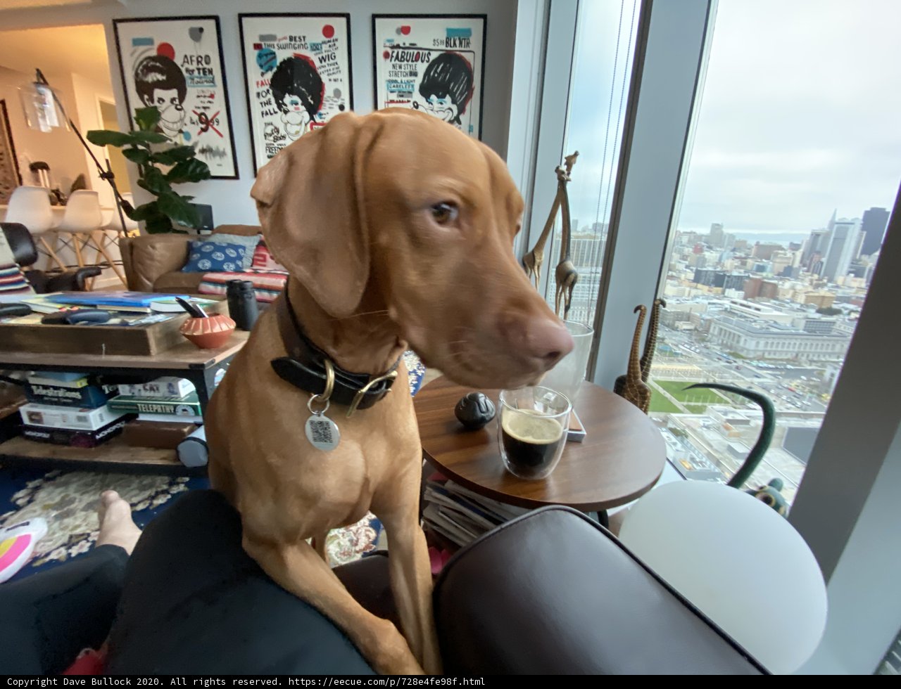 A City View with Man's Best Friend