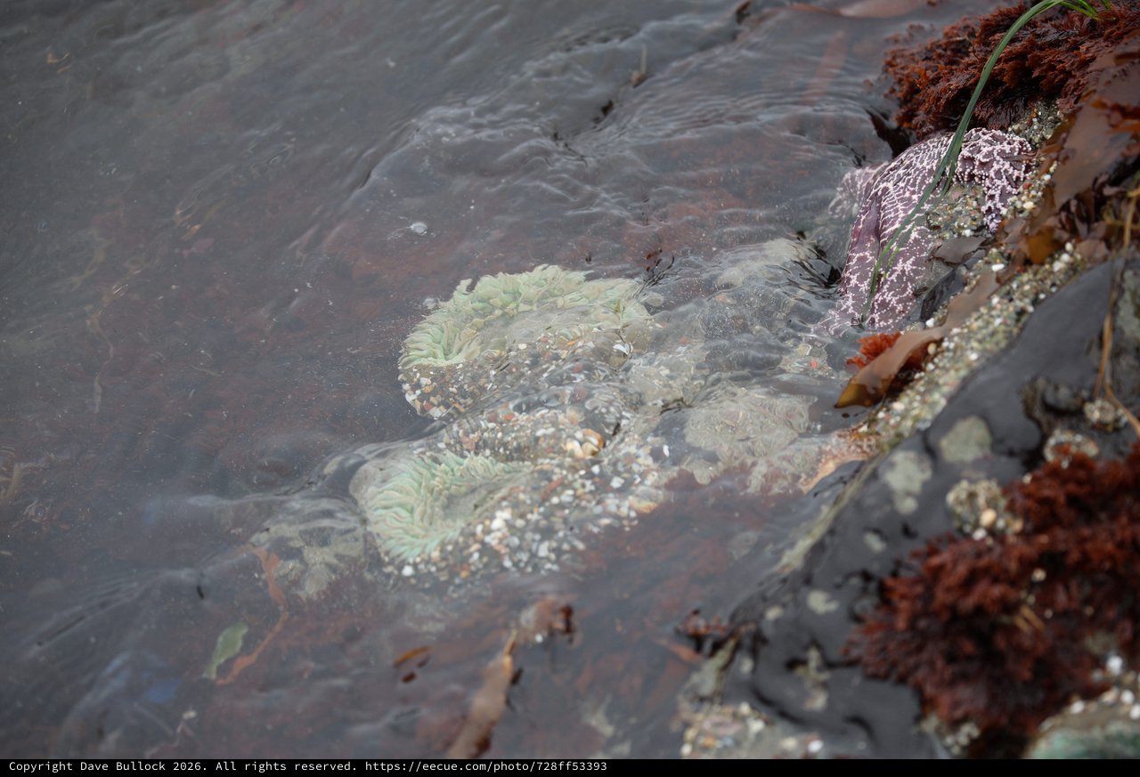 Sea Anemones and Starfish in Pacific Tide Pool