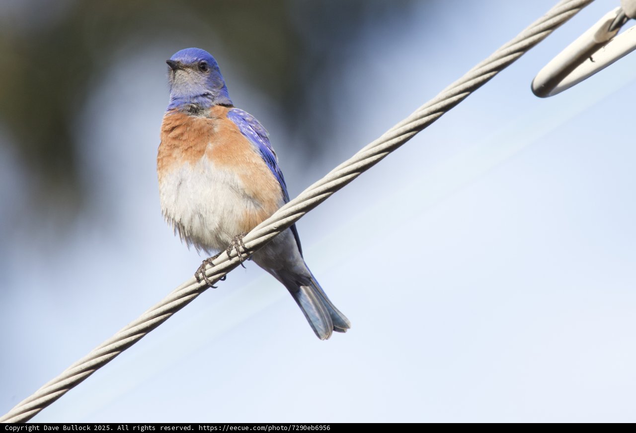 Serenade of the Bluebird