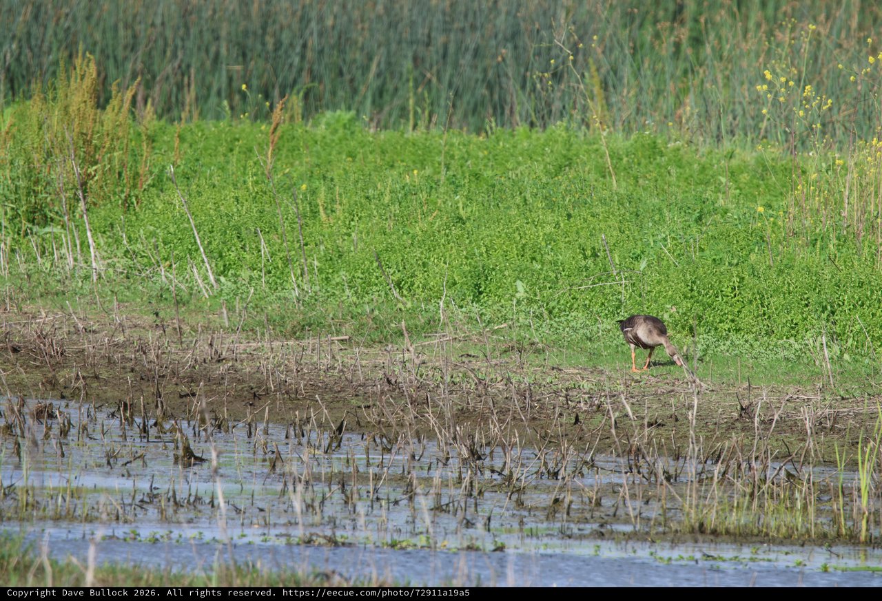 Wading Bird Foraging in Yolo Bypass Wetlands