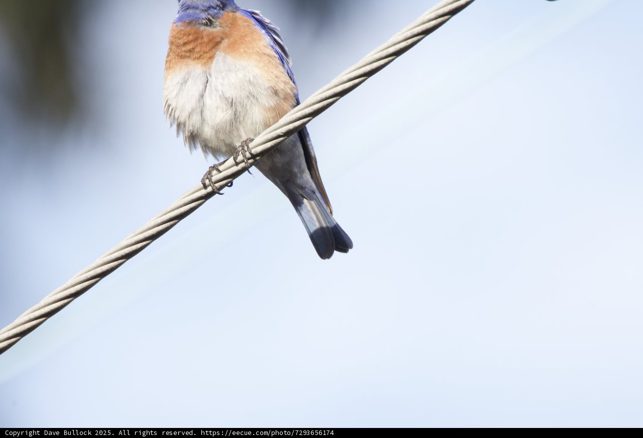 Perched Elegance