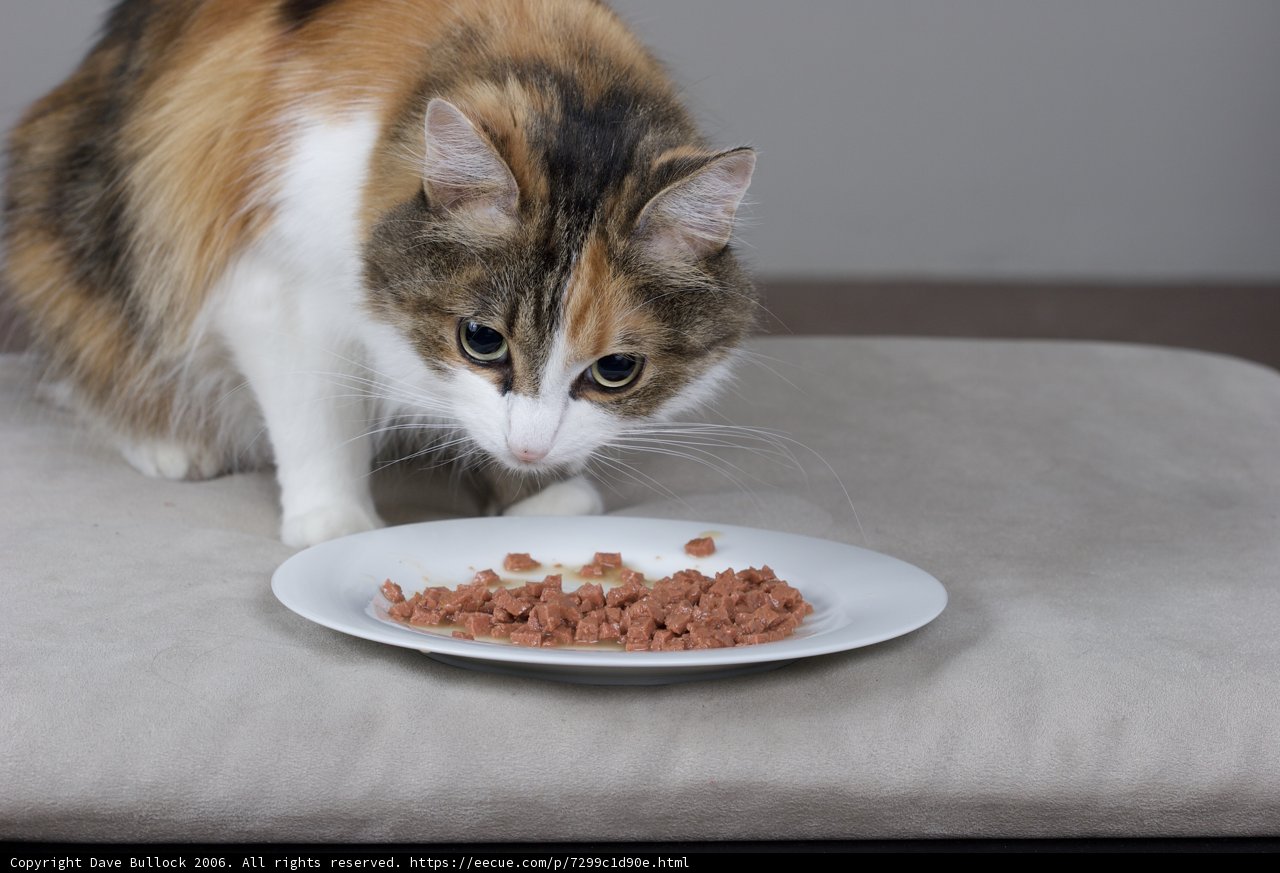 Hungry Manx Cat Enjoys a Meal on a Plate