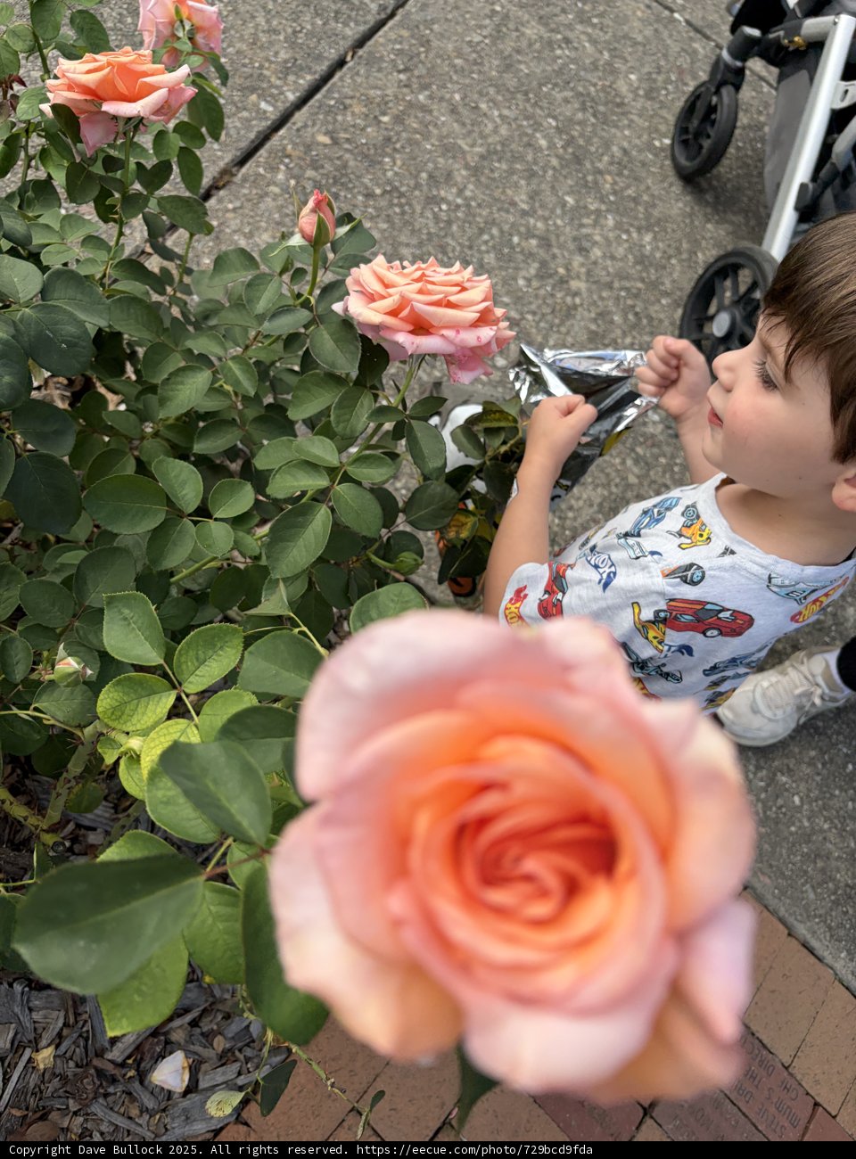 The Wonder of Roses