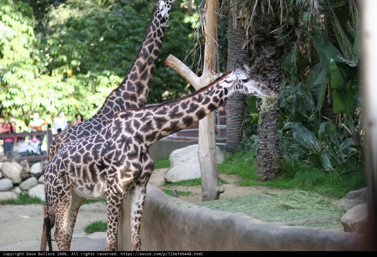 Tall Friends