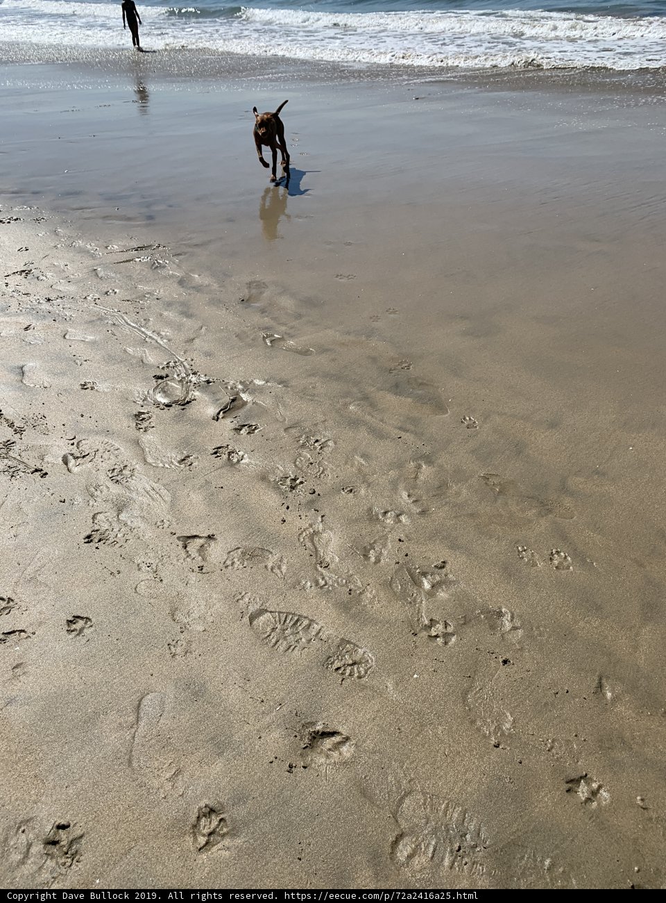 Man's Best Friend on the Hunt