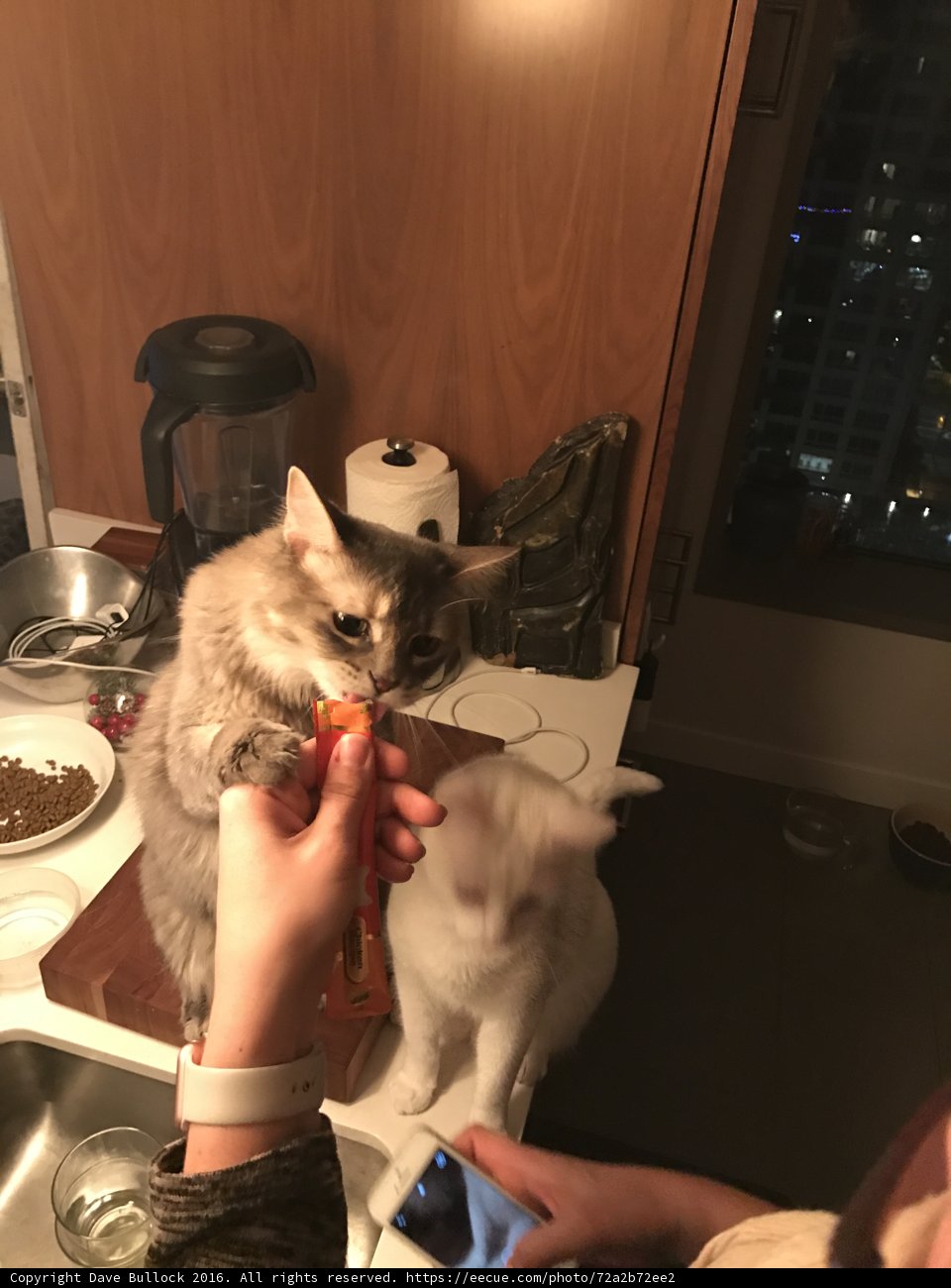 Feeding Feline Friend