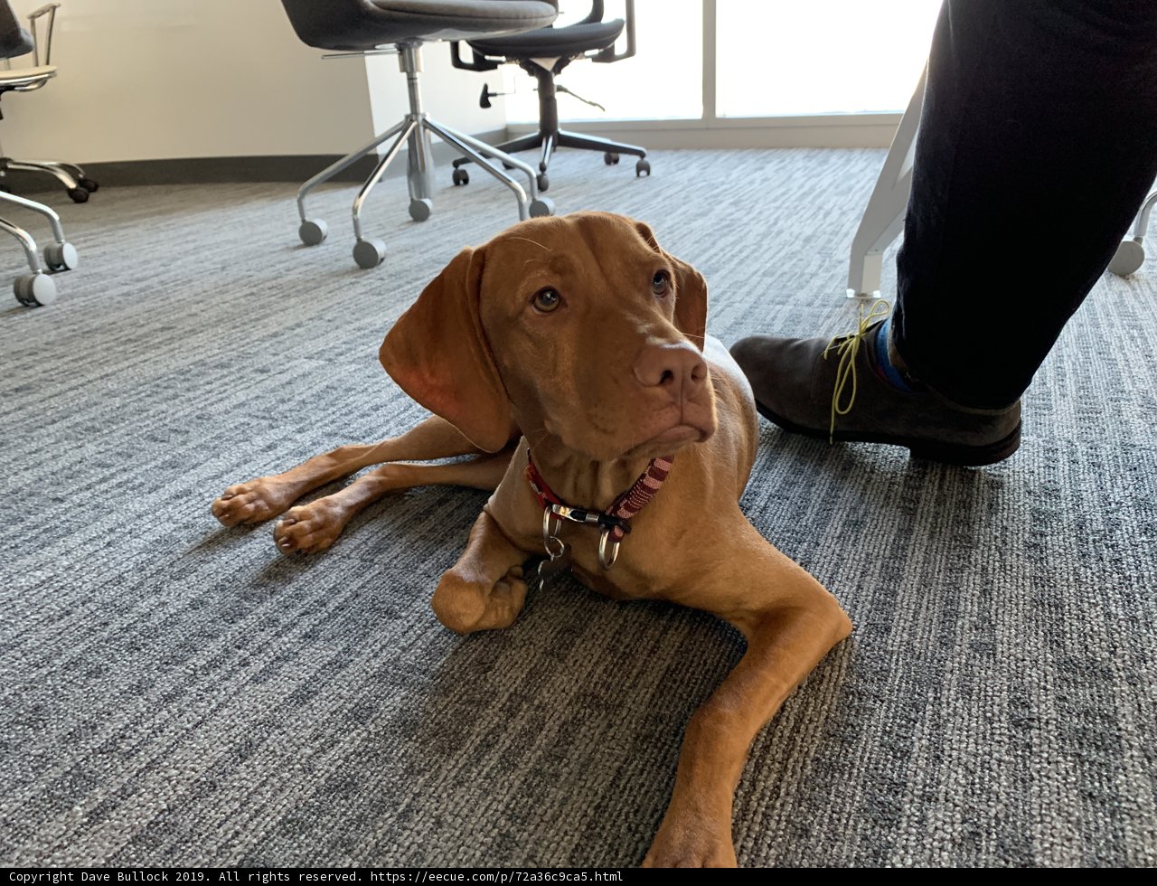 Office Pup
