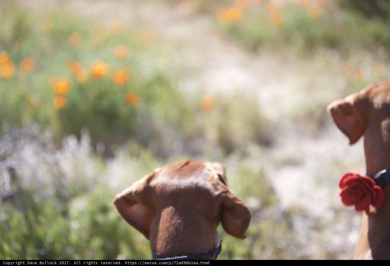 Pawsitively Curious
