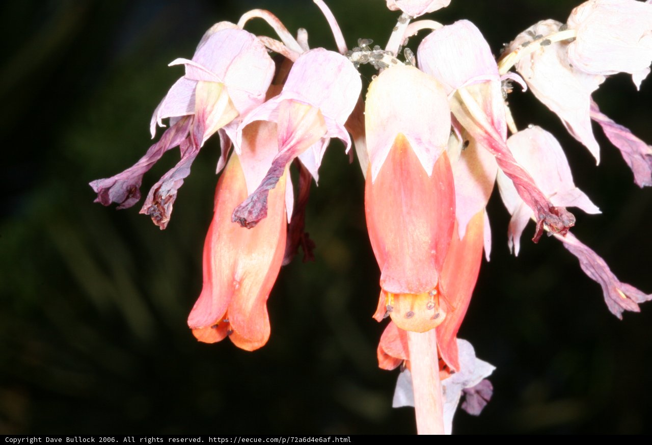 Pink and White Petal Flower