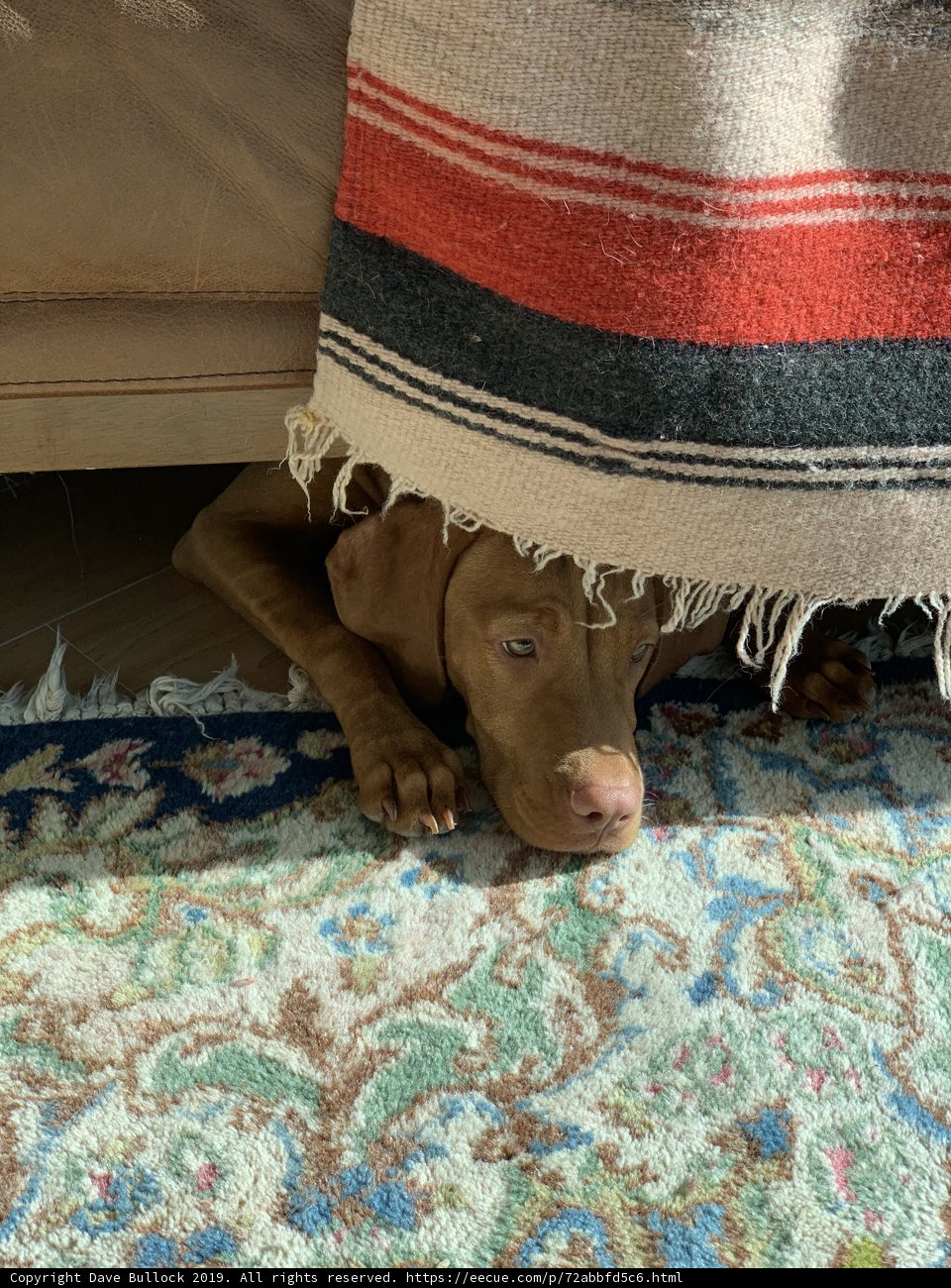 Cozy Canine