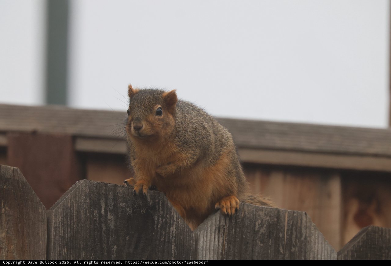 Curious Squirrel Perched on Weathered Wooden Fence