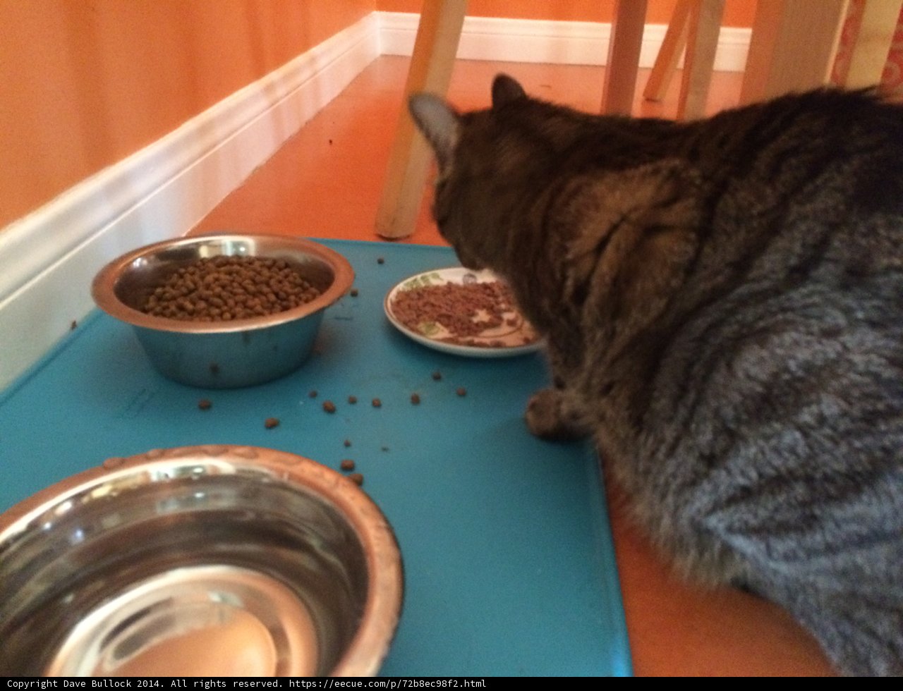 Hungry Eyes