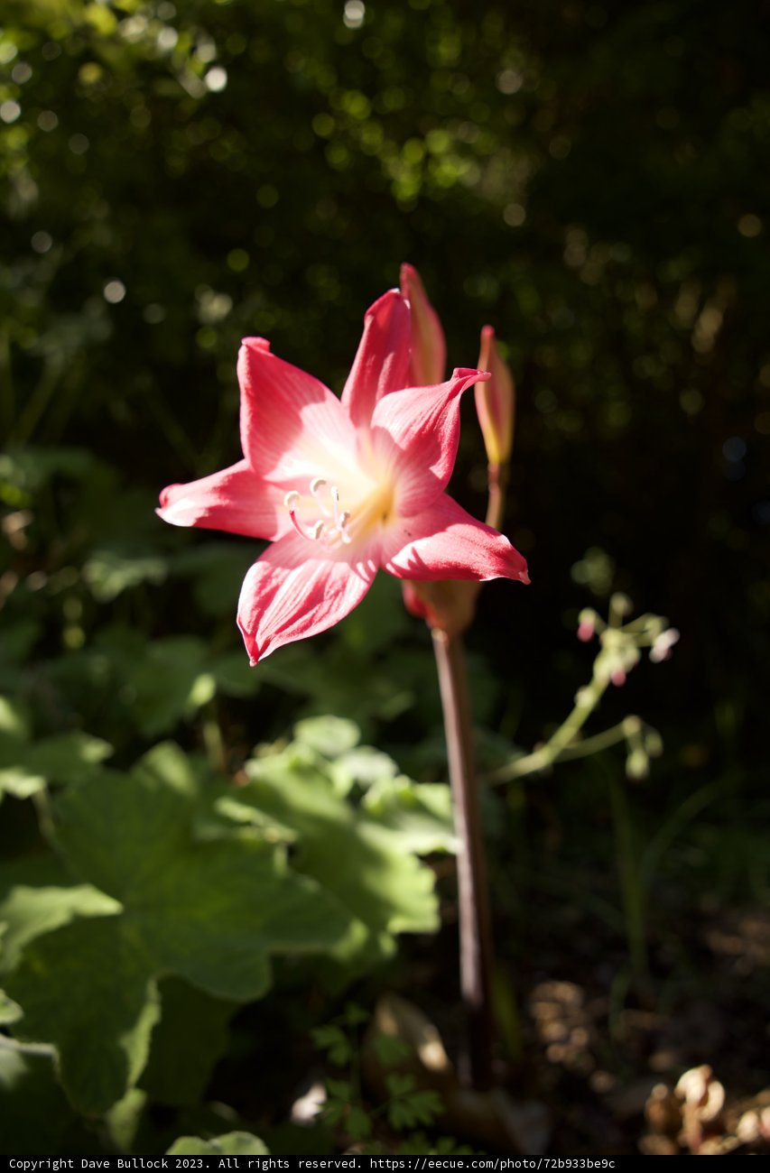 A Vivacious Blooming Story
