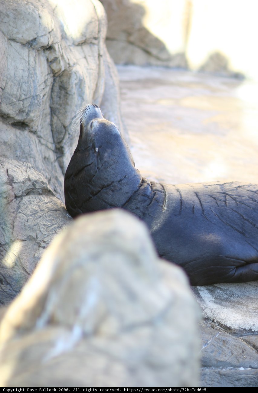 A Seal Taking a Break on a Rock