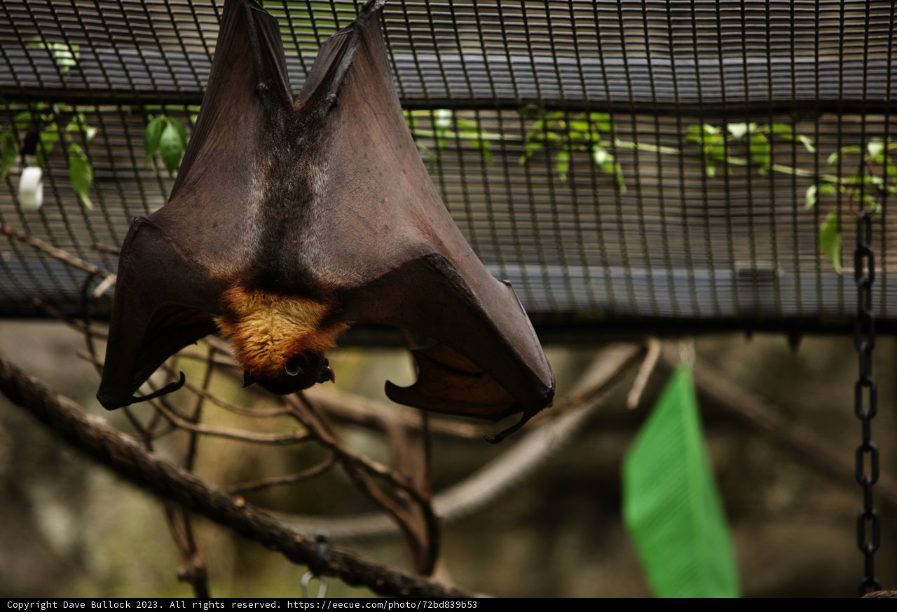 Captivating Sights at Oakland Zoo