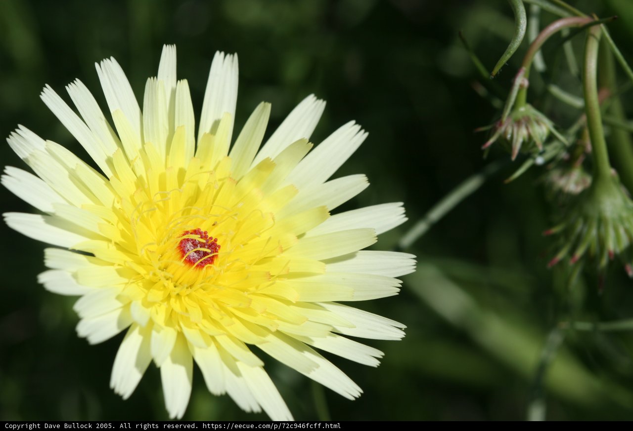 Sunny Pollen-ated Daisy