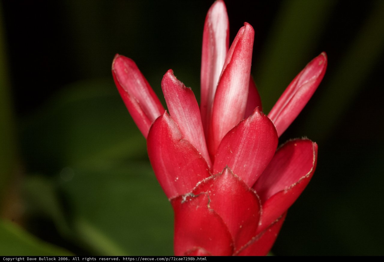 Vibrant Red Lily in the Sun