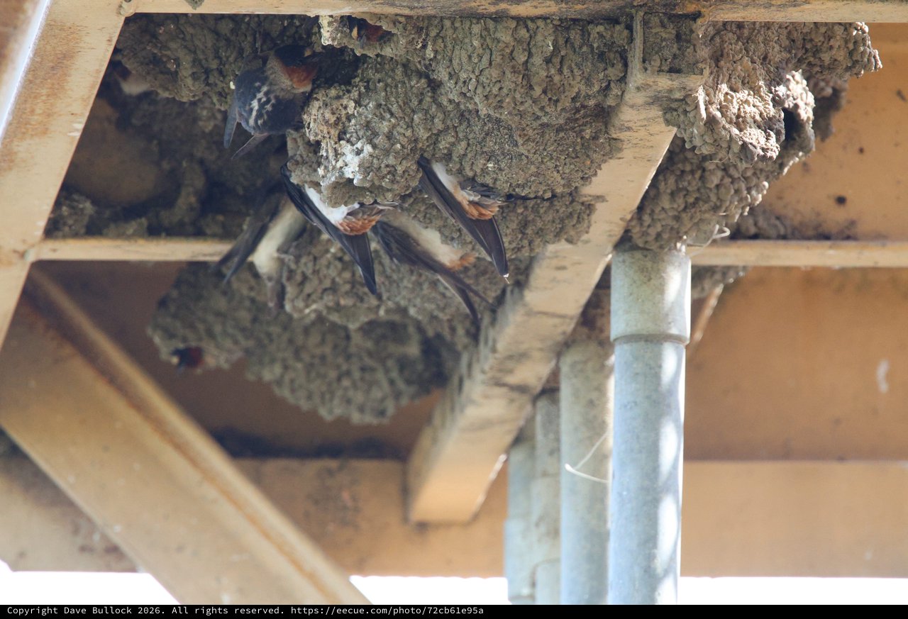 Cliff Swallows Nesting in Mud Structures Under Eaves