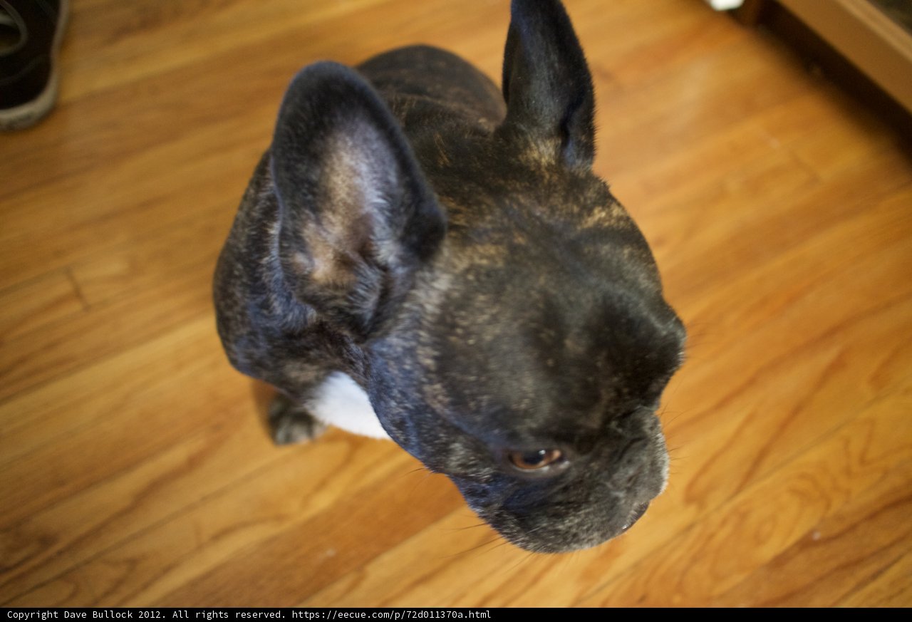 French Bulldog on Hardwood Floors