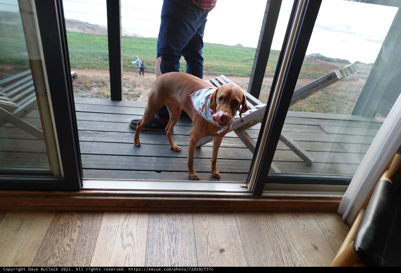 Dog Steps Through Open Glass Door