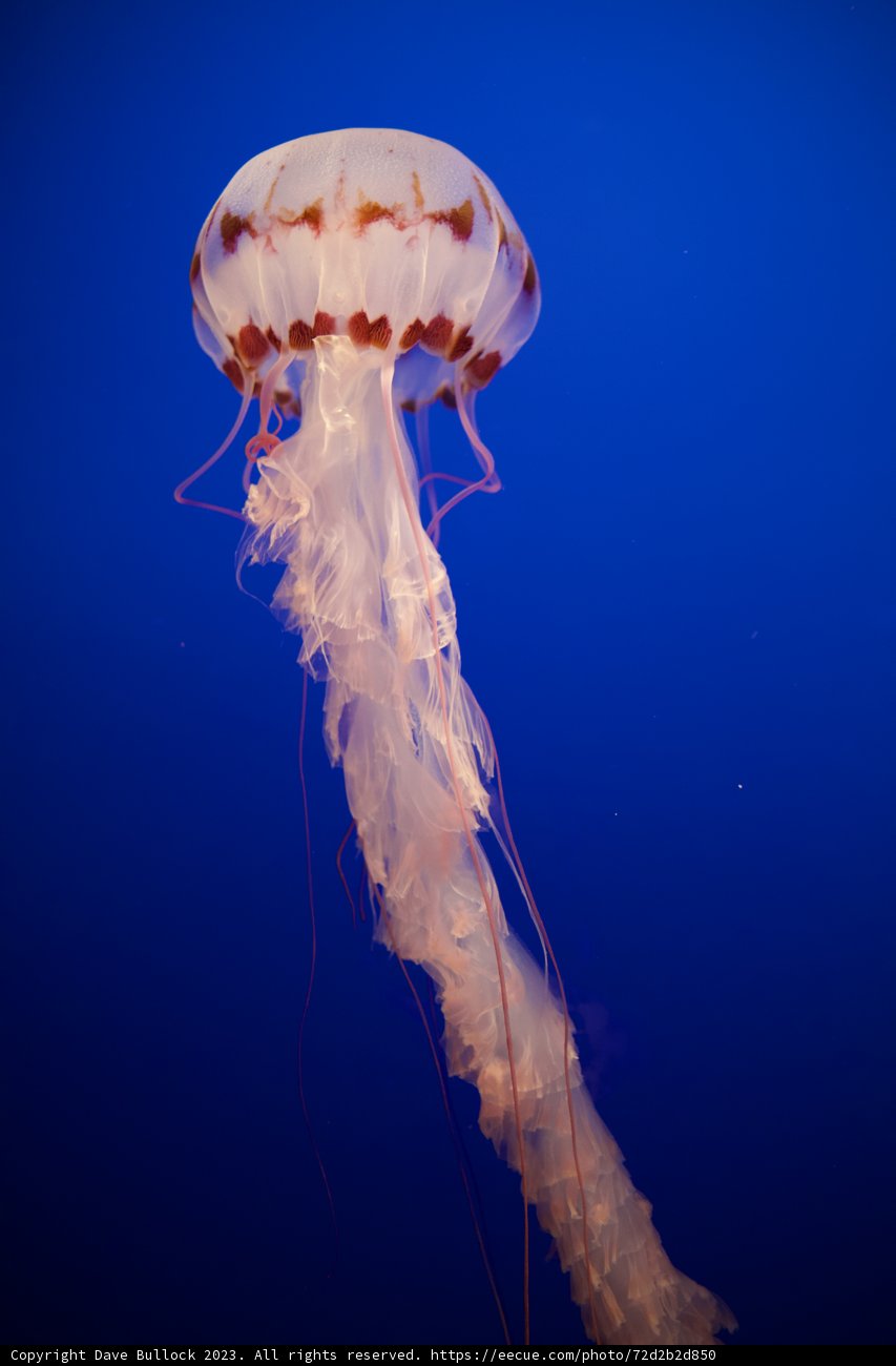 Mesmerizing Beneath the Waves