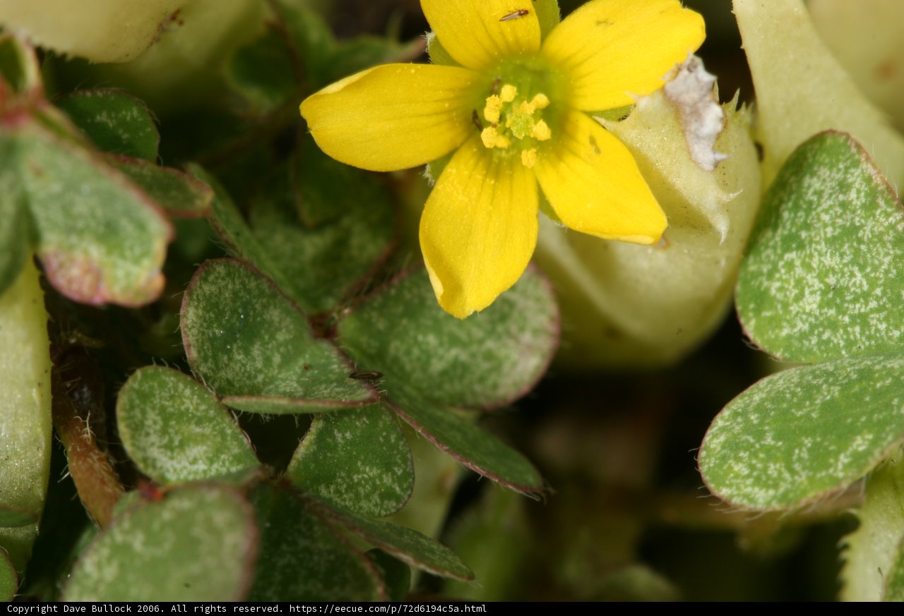 Vibrant Yellow Begonia Flower