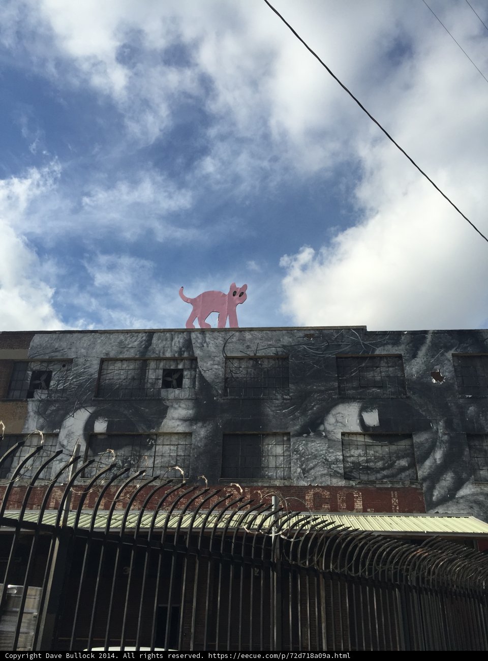 The Cat and the Building