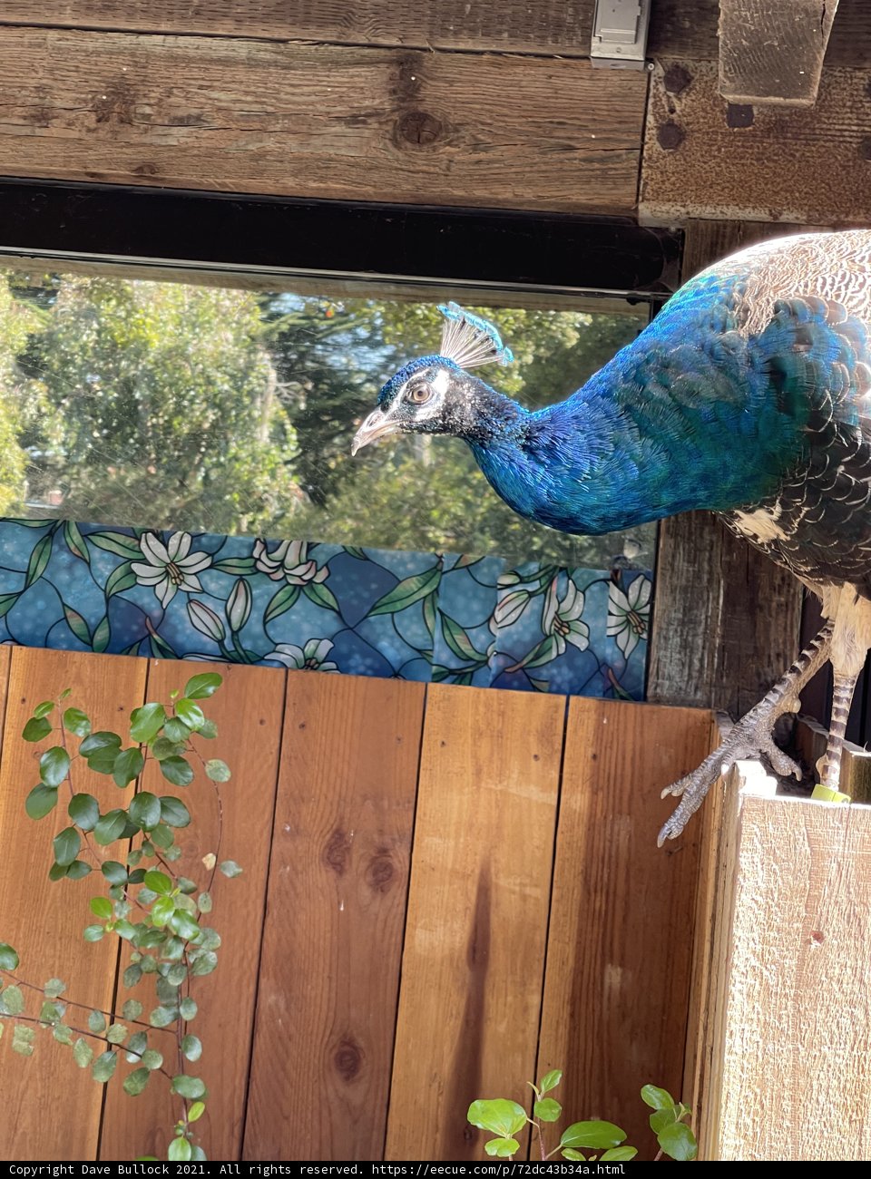 Regal Peacock Perched on a Wooden Fence
