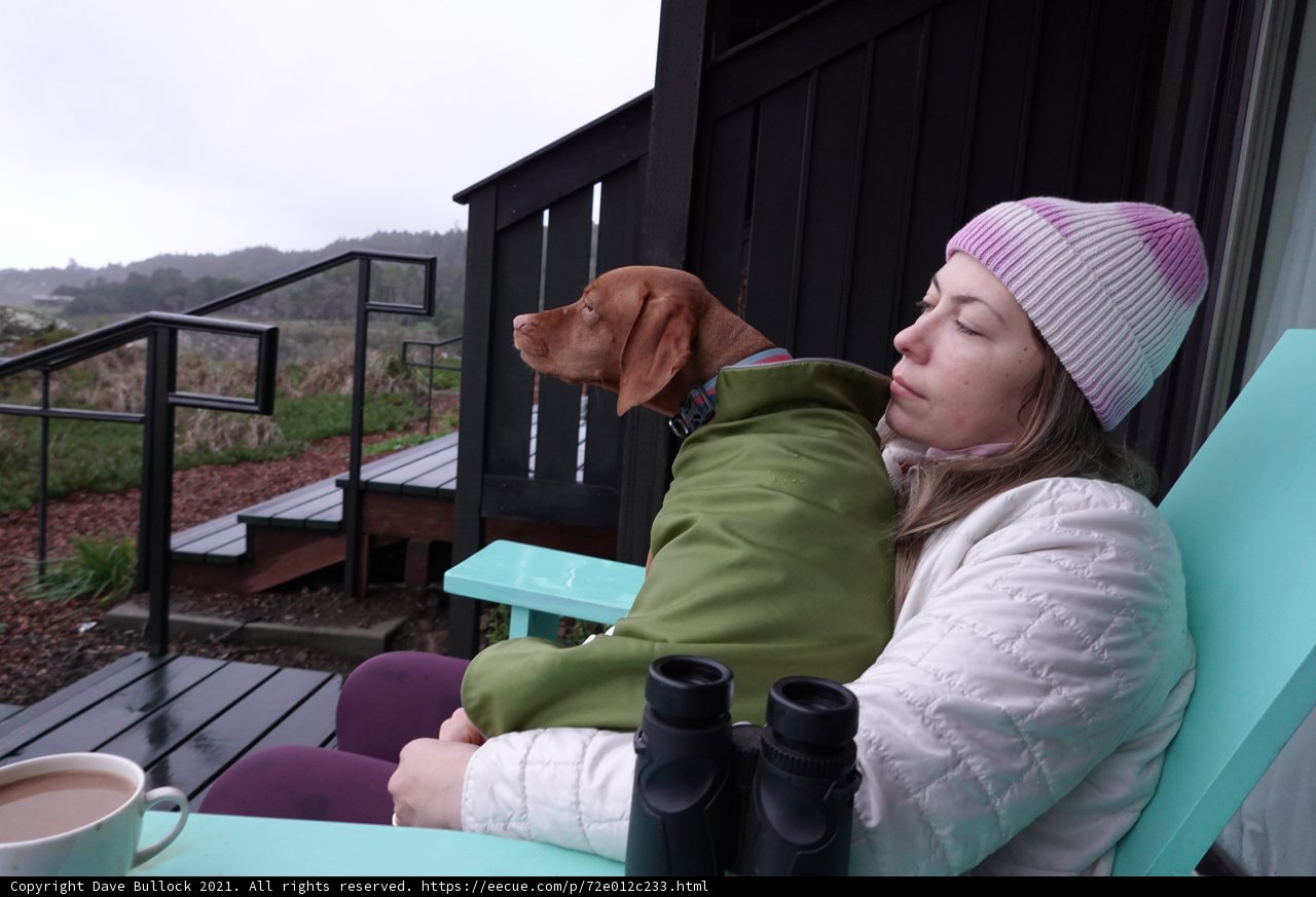A Cozy Chat with My Furry Companion