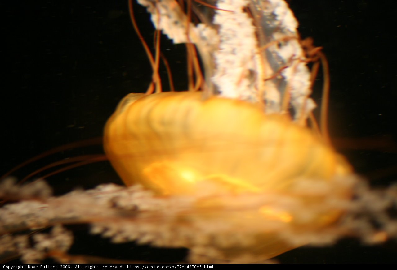 Serene Sea Creature