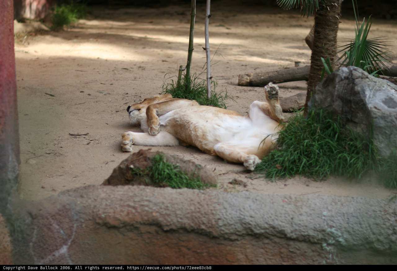 Lazy Lion