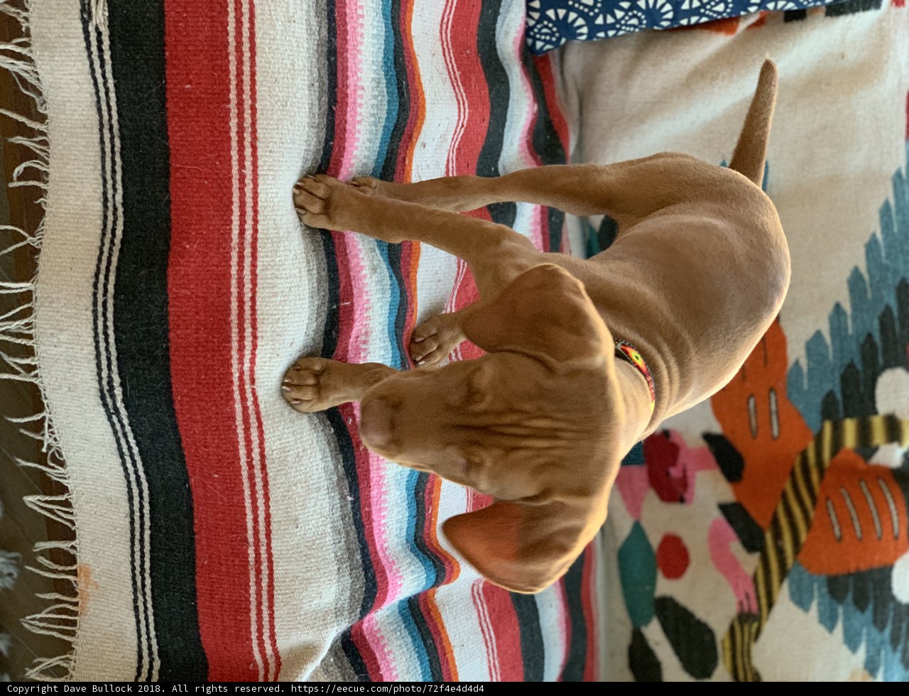 Pawsitively Comfy