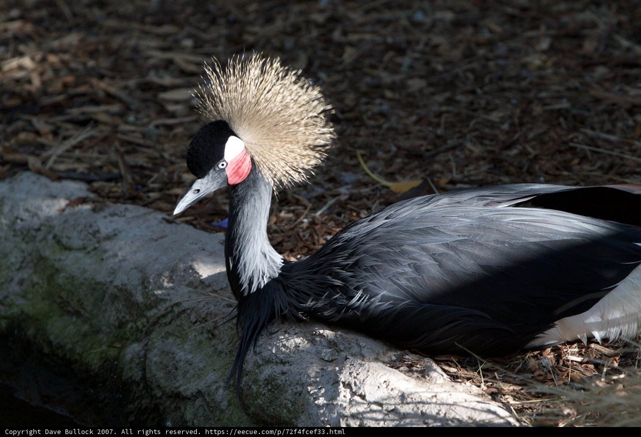 Mohawked Crane Bird relaxing on a log