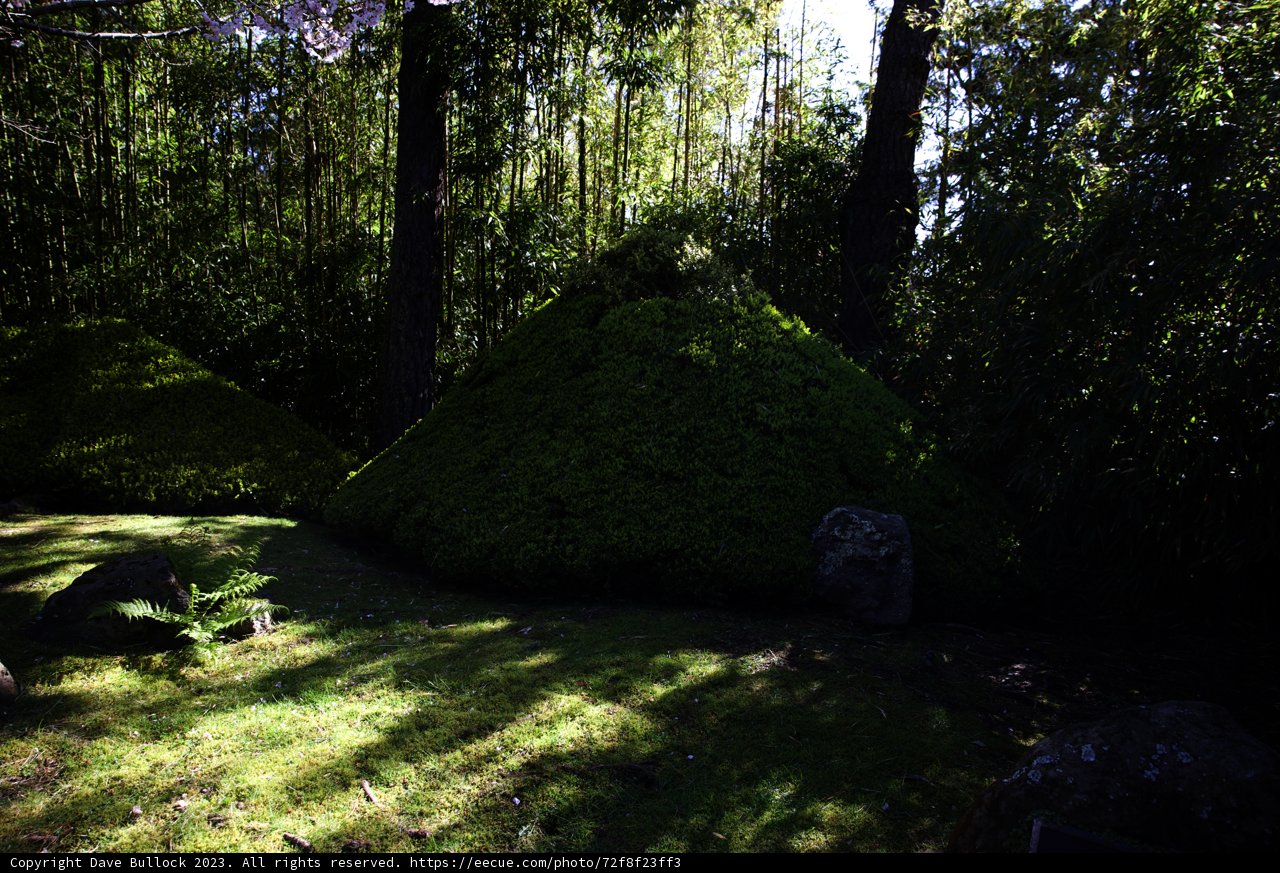 The Lush Greenery of the Japanese Tea Garden