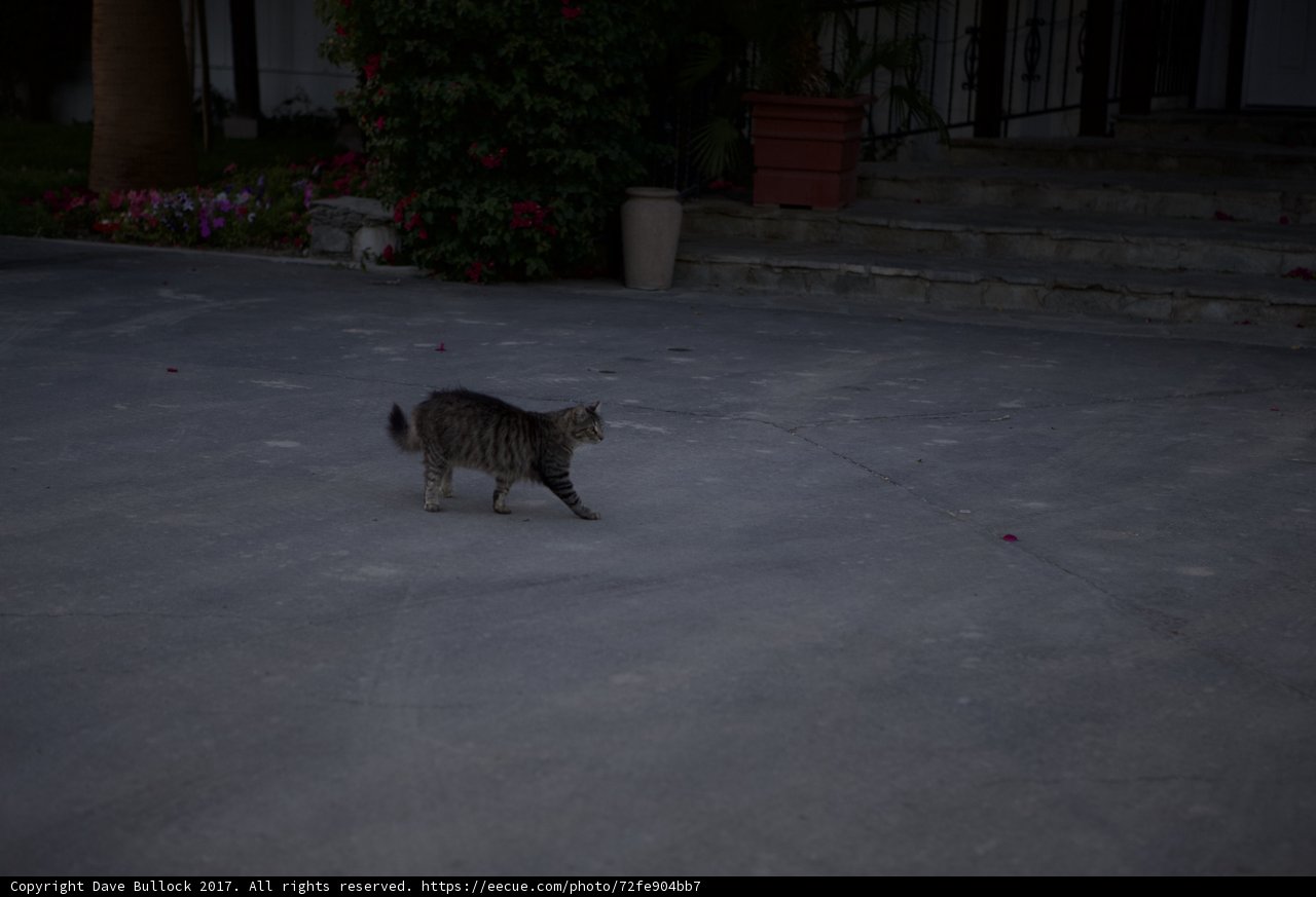 Feline Stroll