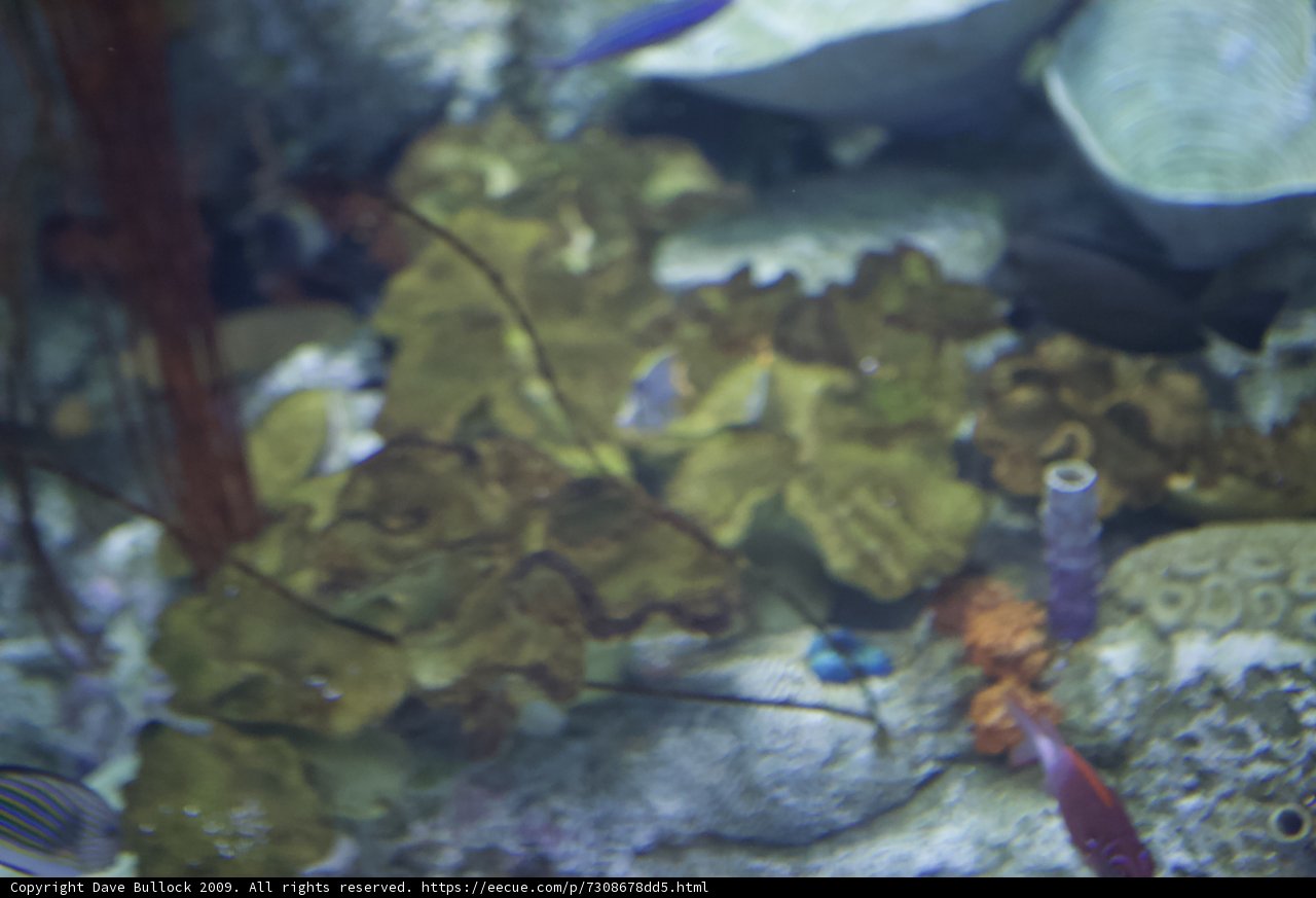 Penelope's Aquatic Wonderland