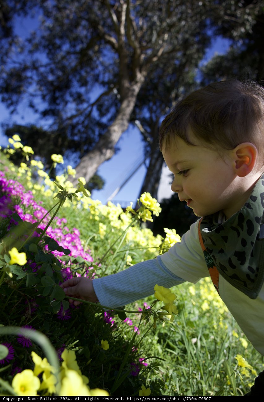 The Young Explorer: Geranium Whisperer