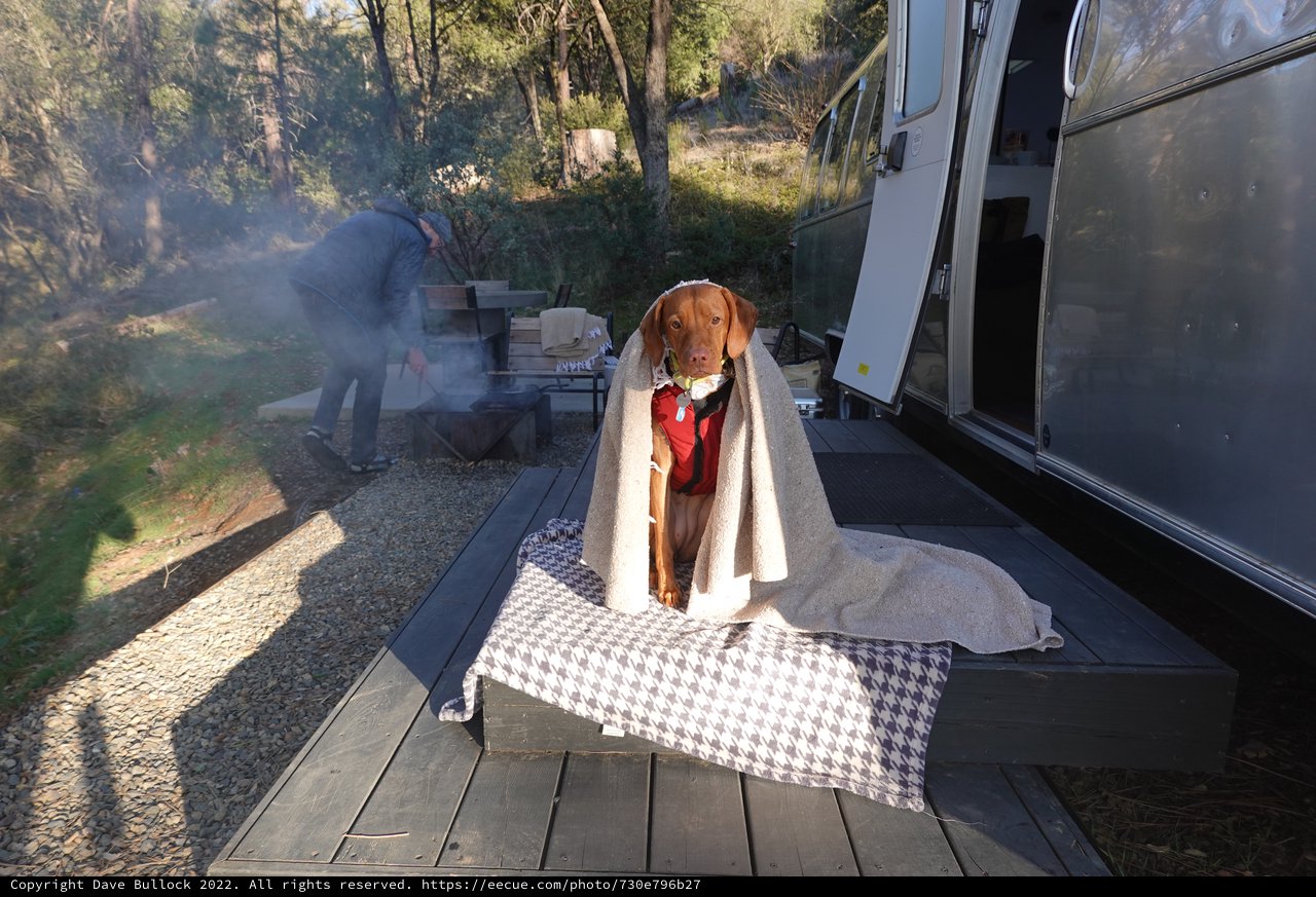Dog Wrapped in Blanket at RV Campsite
