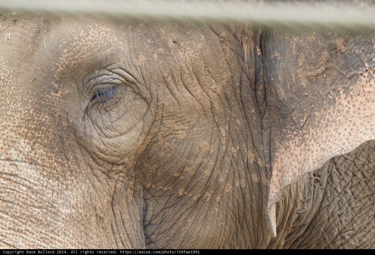 Gentle Gaze: An Elephant’s Eye at Honolulu Zoo