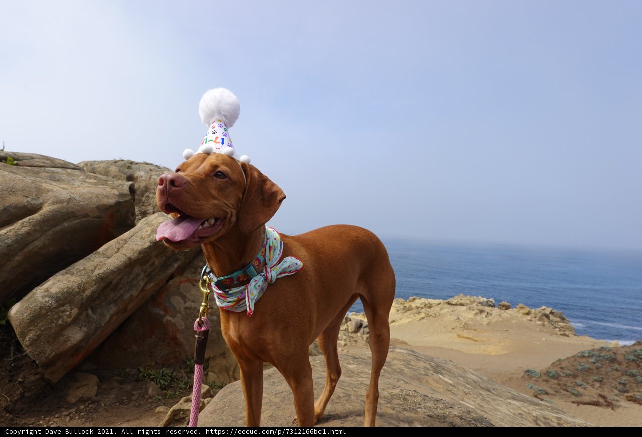 Birthday Dog on Rock