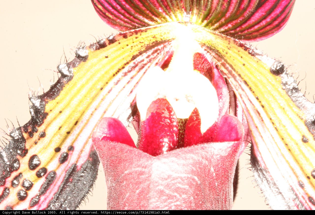 Orchid in Bloom