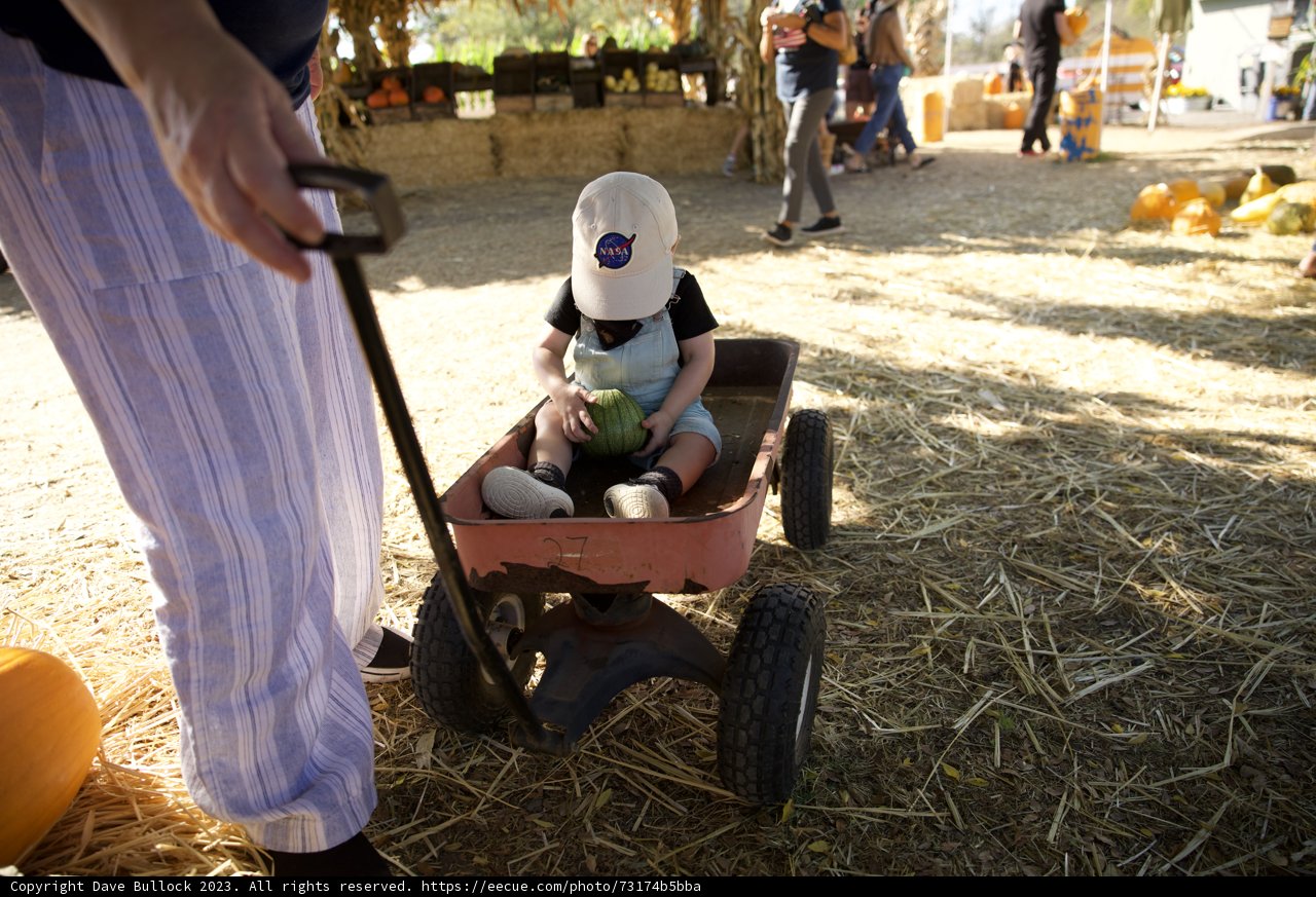 Autumn Wagon Adventures in the Pumpkin Patch