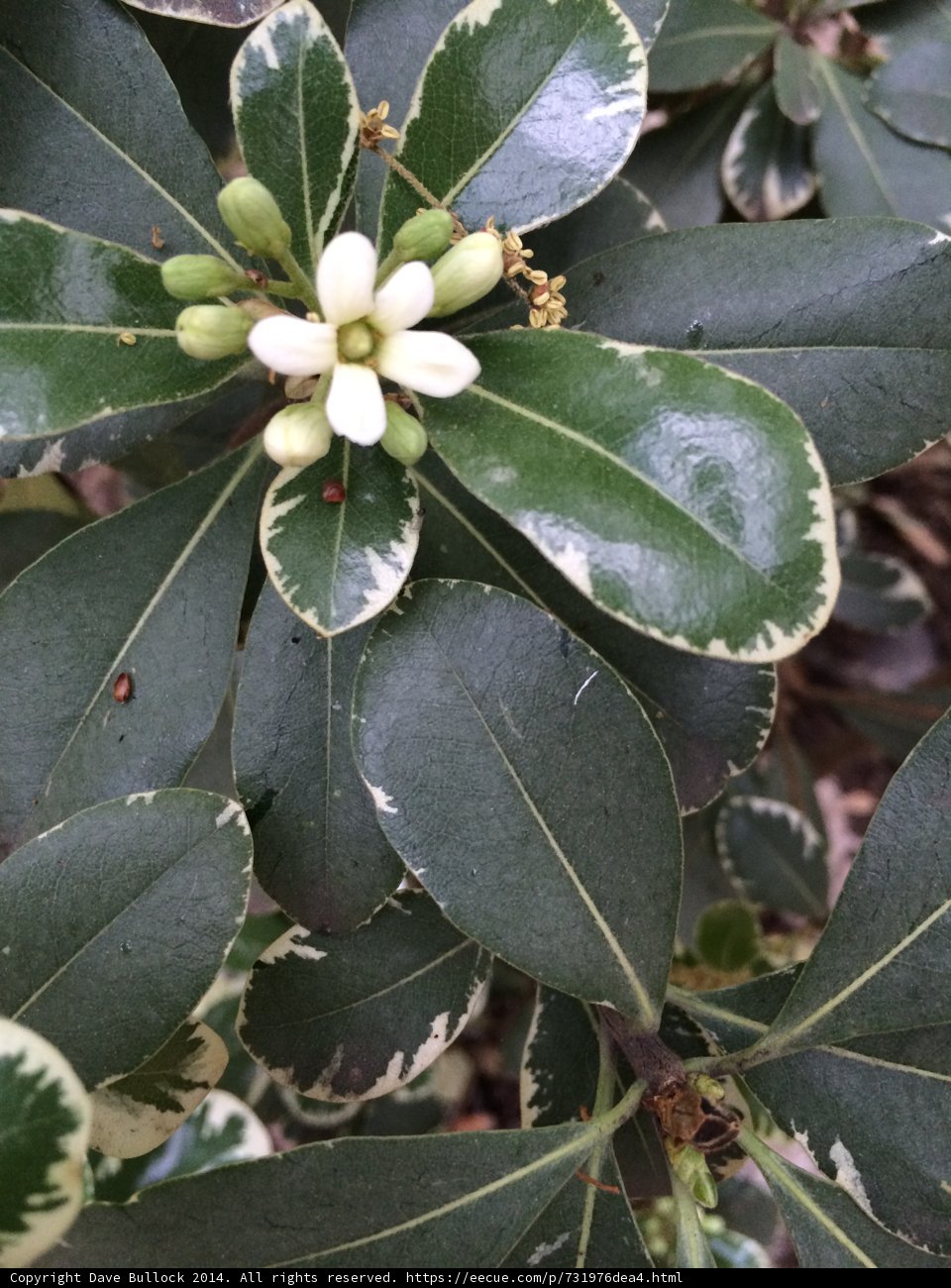 White Flowering Plant Up Close