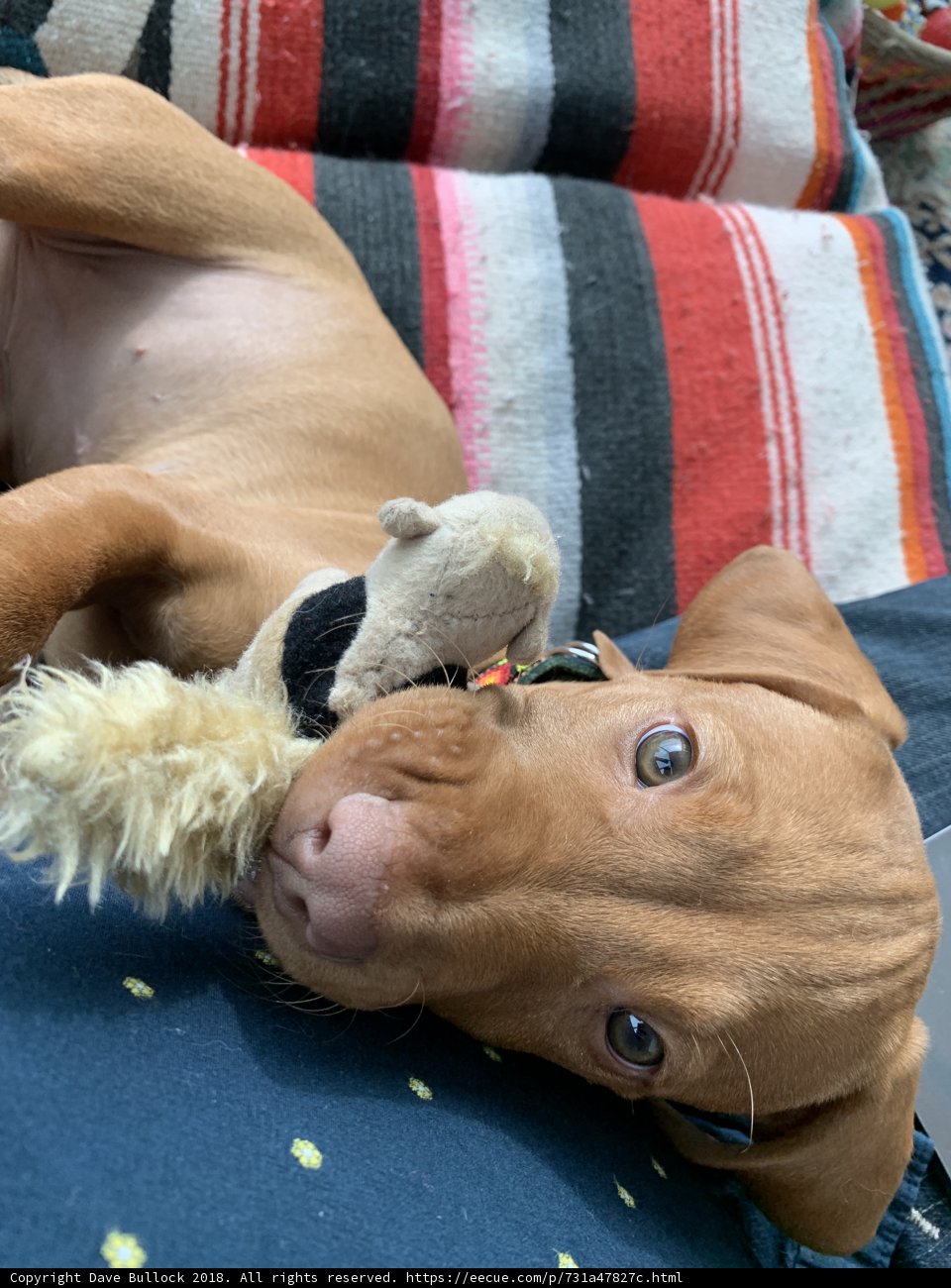 Furry Friends: A Vizsla and Stuffed Animal Duo